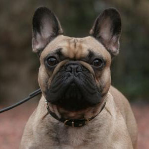 uzytkownicy-androida-sa-wierni-jak-pies